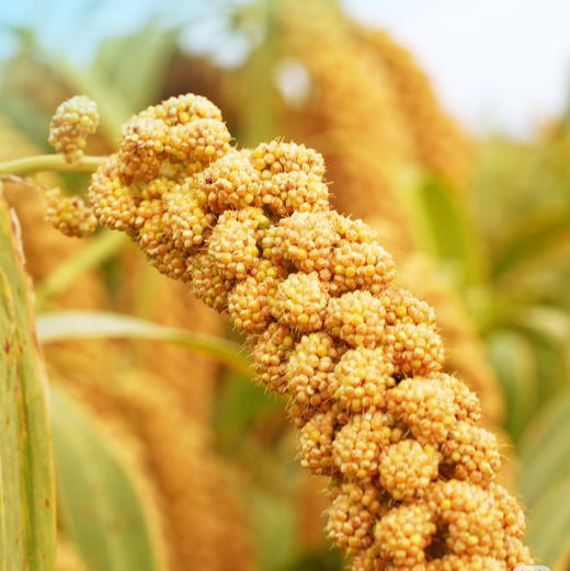 石家庄优选仓库速达，苏瑆农场有机小米，色泽黄润均匀，米粒饱满圆润，保留原始小米的原色原香，净重2.52kg礼盒装（420g*6） 商品图5