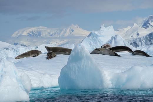 海神号南极半岛12天圣诞威德尔海之旅｜2025.12.18-12.29 商品图3