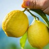 万州尤力克黄柠檬  3/5斤 商品缩略图0
