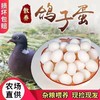 农家散养信鸽土鸽孕妇儿童宝宝辅食捡现发新鲜鸽子蛋 商品缩略图6