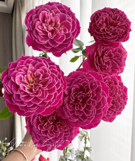 多头玫瑰 | 马里奥塔