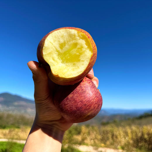 福利活动『大凉山冰糖心丑苹果』可达70%糖心率！半野生种植，香脆可口，果香浓郁 商品图3