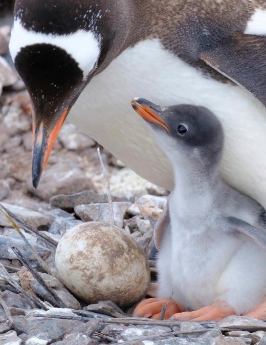 海神号南极半岛12天圣诞威德尔海之旅｜2025.12.18-12.29 商品图7