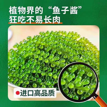 美玏 海葡萄即食儿童凉拌菜鱼子酱儿童宝宝零食无添加剂200克+7种蘸料 /粮油调味 /调味品 /中式酱料 商品图1