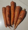 生态胡萝卜5斤包邮 商品缩略图1