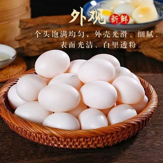 农家散养信鸽土鸽孕妇儿童宝宝辅食捡现发新鲜鸽子蛋 商品图3