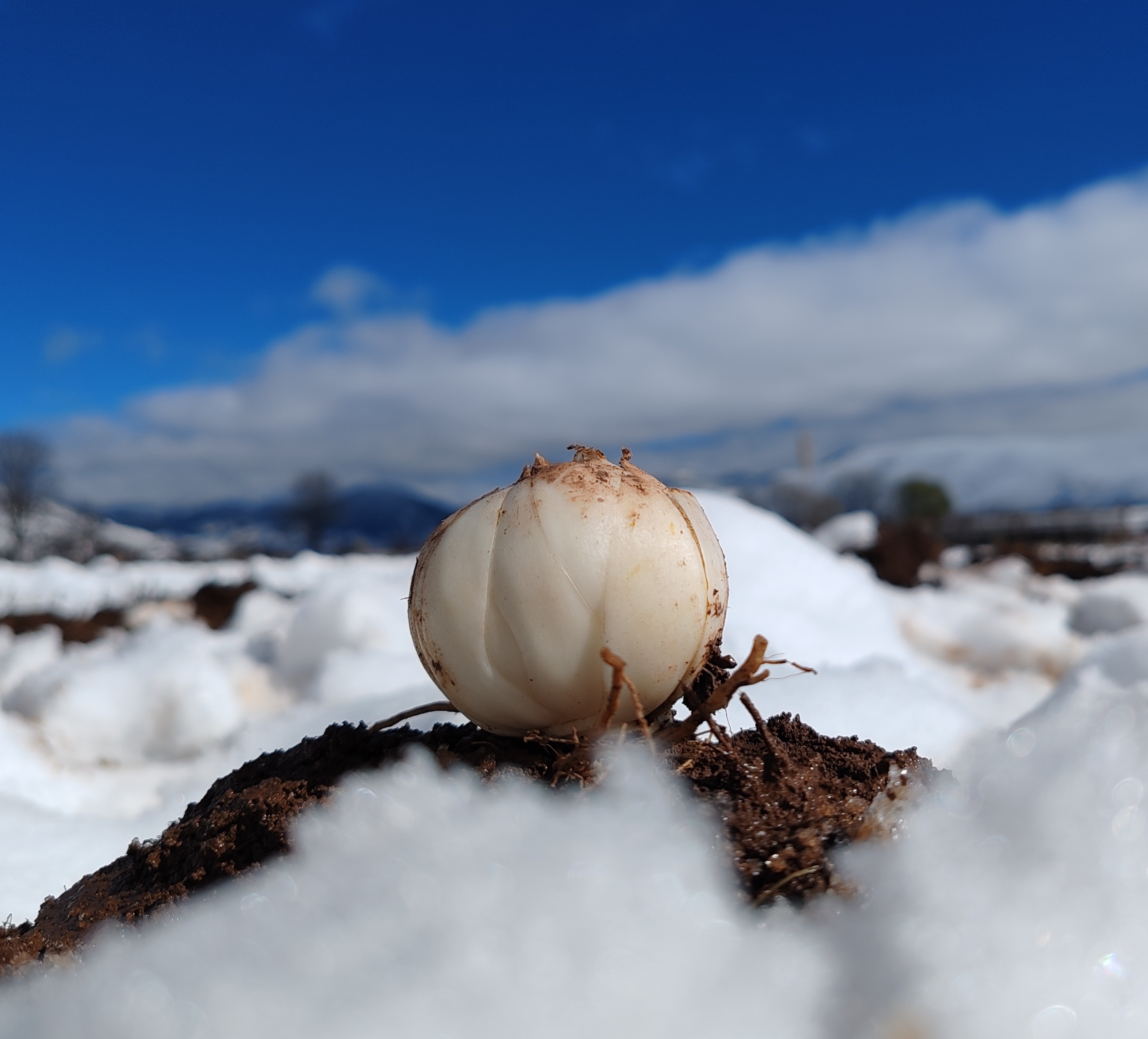 农友直发｜新鲜雪百合·哈姆谷青青生态农场，现采现发，下单后请耐心等待！