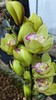 大花蕙兰 | 绿翅膀 商品缩略图0
