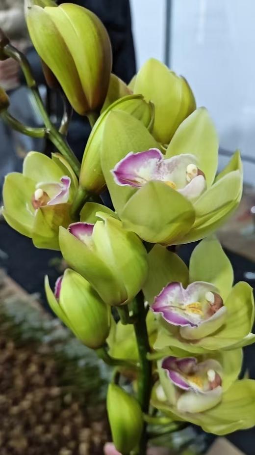 大花蕙兰 | 绿翅膀 商品图0