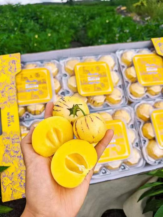 【会员15.5/盒】砾元云南树熟风化石人参果 商品图5