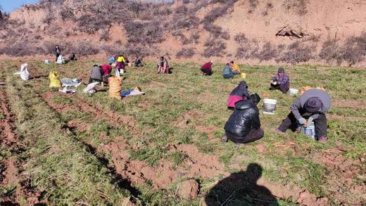 生态胡萝卜5斤包邮 商品图2