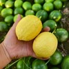 万州尤力克黄柠檬  3/5斤 商品缩略图6
