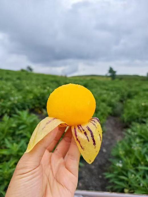 【会员15.5/盒】砾元云南树熟风化石人参果 商品图13