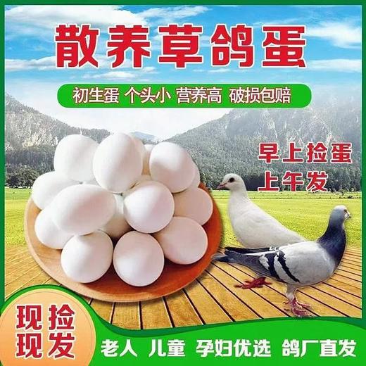 农家散养信鸽土鸽孕妇儿童宝宝辅食捡现发新鲜鸽子蛋 商品图0