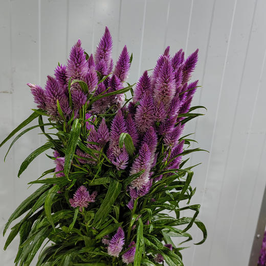 多头凤尾·粉色 商品图1