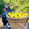 万州尤力克黄柠檬  3/5斤 商品缩略图3