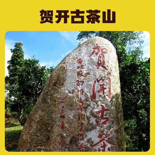 云南贺开白茶 | 花香清甜  散茶   50克/盒 商品图2