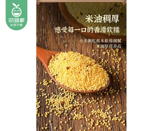 岁盟堂苦荞小米/1包（1.5kg）生产日期：25年11月 商品图2