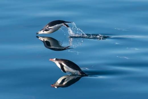 海神号南极半岛12天圣诞威德尔海之旅｜2025.12.18-12.29 商品图1