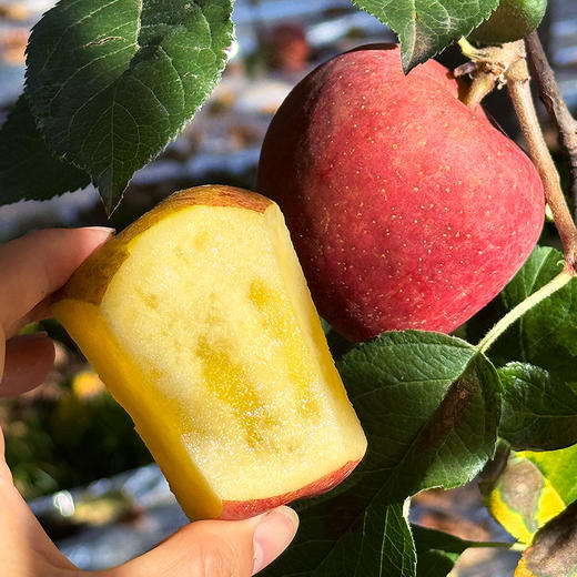 福利活动『大凉山冰糖心丑苹果』可达70%糖心率！半野生种植，香脆可口，果香浓郁 商品图5