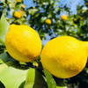 万州尤力克黄柠檬  3/5斤 商品缩略图5
