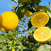 万州尤力克黄柠檬  3/5斤 商品缩略图2