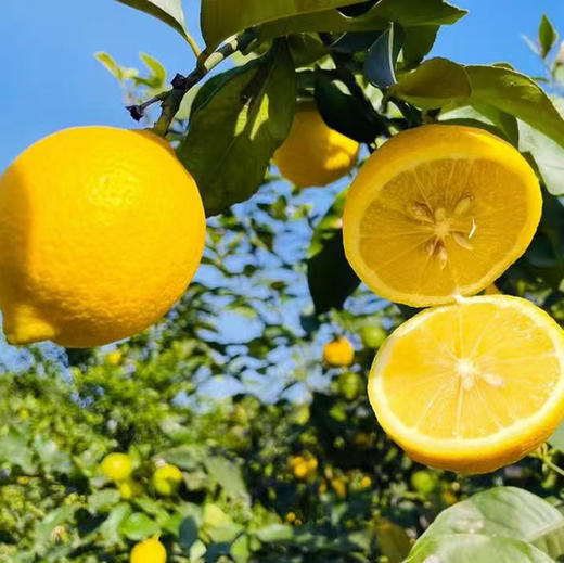 万州尤力克黄柠檬  3/5斤 商品图2