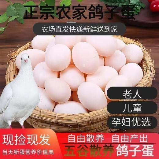 农家散养信鸽土鸽孕妇儿童宝宝辅食捡现发新鲜鸽子蛋 商品图1