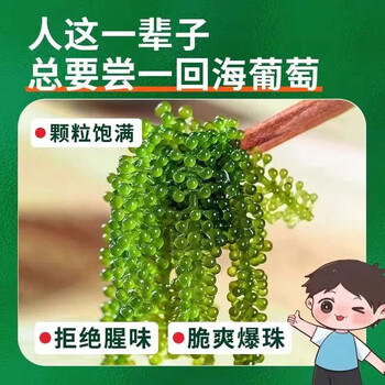 美玏 海葡萄即食儿童凉拌菜鱼子酱儿童宝宝零食无添加剂200克+7种蘸料 /粮油调味 /调味品 /中式酱料 商品图2