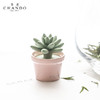 香度多肉陶瓷无火香薰 室内持久家用淡香熏香精油摆件 高级感礼物 商品缩略图4