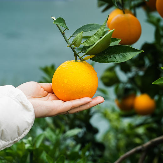 湖北秭归九月红脐橙 5-10斤装 京东直发 商品图7