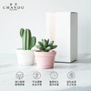 香度多肉陶瓷无火香薰 室内持久家用淡香熏香精油摆件 高级感礼物 商品缩略图5
