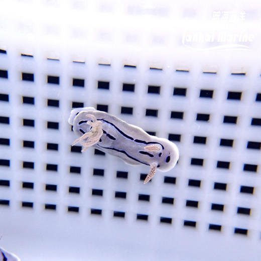 薰衣草海兔 商品图8