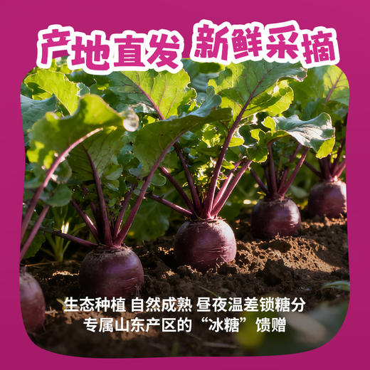 一号农场2025当季新品紫萝卜冰淇淋胡萝卜新鲜脆甜爆汁甜心不辣皮薄好吃 商品图1