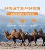 美誉天疆 儿童款驼奶粉 商品缩略图8