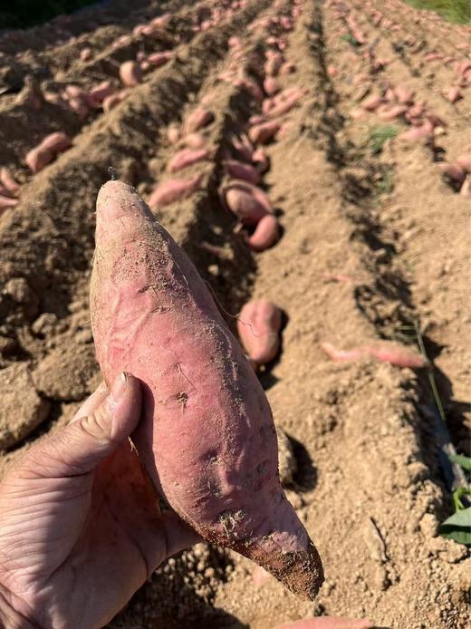 【农场直邮】生态香糯红薯干|400克/袋*两袋（山东日照宋洁农场） 商品图3