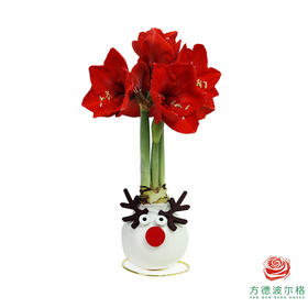 不用浇水的石蜡朱顶红种球！ 红花-鹿角雪人