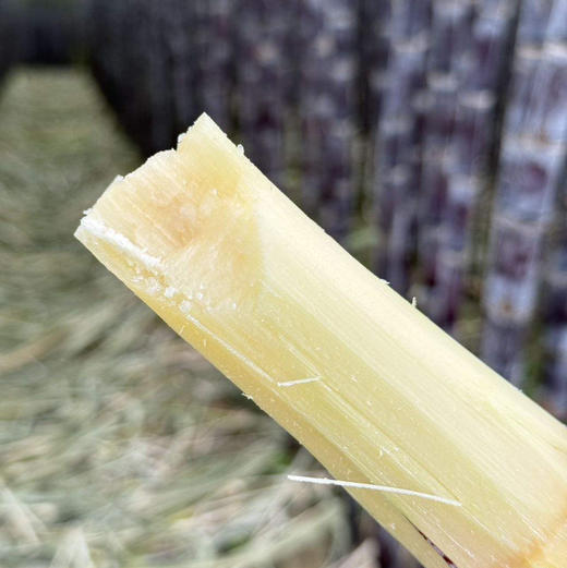 水果甘蔗，活动小果5斤19.9元，送削皮刀（广东省快递因政府刀具管控不送） 商品图1