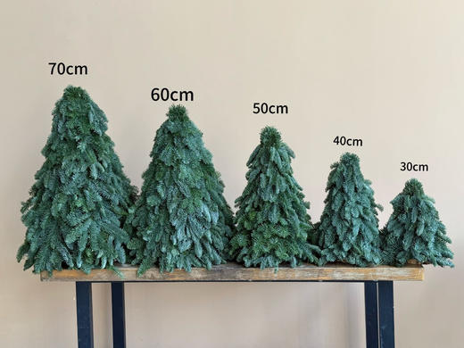 圣诞节丹麦诺贝松圣诞树零售（运费自理） 商品图5