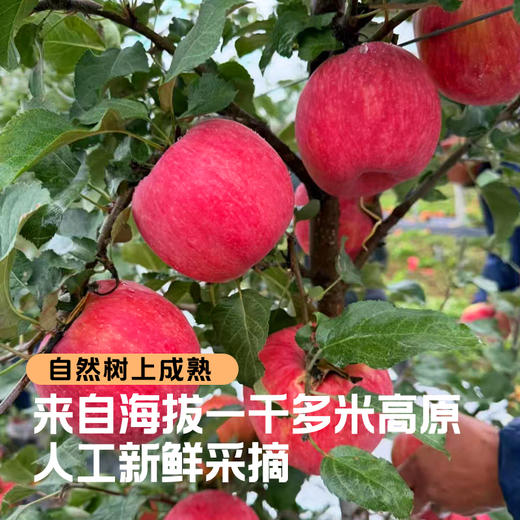 【秦脆苹果】清甜脆嫩汁水足，皮薄肉厚口感佳，到手9枚， 5-6斤仅需104.9元！ 商品图5