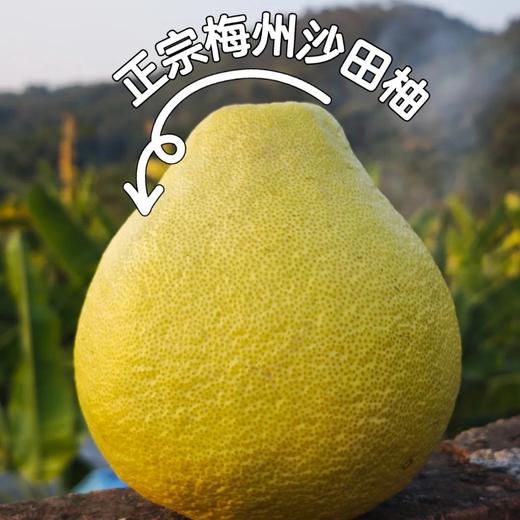 【顺丰快递】正宗广东梅州沙田柚 当季最鲜柚子 新鲜水果 BDF 商品图0
