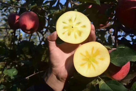 【SGS 102项农残O检出】【新疆阿克苏糖心苹果】果肉细腻  甜脆多汁  家庭/礼盒装任选 商品图10