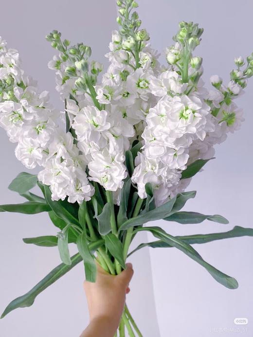 紫罗兰 白 商品图1