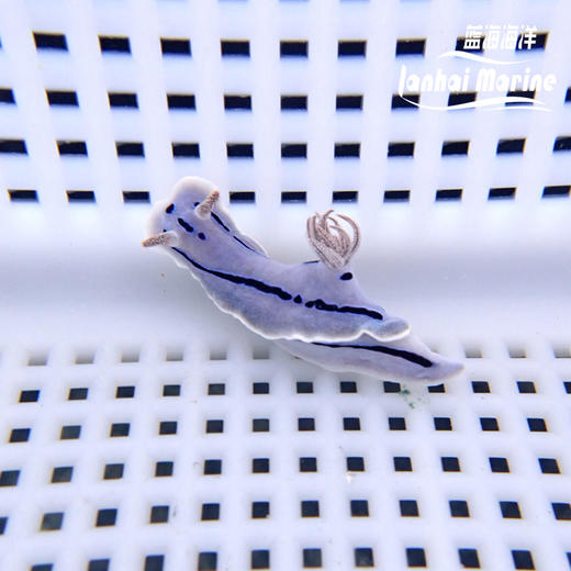 薰衣草海兔 商品图4