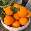 云阳纽荷尔脐橙！一件10斤装，中大果，普通地区58元顺丰包邮！ 商品缩略图1