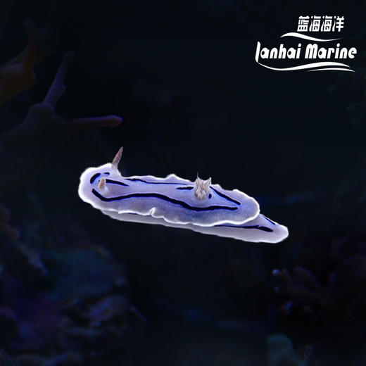 薰衣草海兔 商品图0