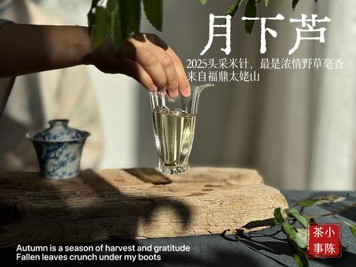 【好茶来了】2025头采米针《月下芦》，毫香浓郁，汤水稠润，浓浓芦荻毫香，诗经里的野草们有了现实的具象~~ 商品图12