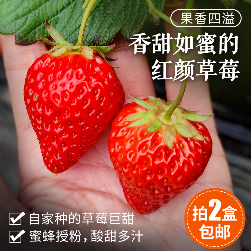 北京本地新鲜红颜草莓 自然熟 成熟度高 香味浓郁甜 奶油草莓 当季时令水果
