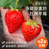 北京本地新鲜红颜草莓 自然熟 成熟度高 香味浓郁甜 奶油草莓 当季时令水果 商品缩略图0