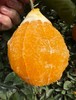 四川凉山雷波脐橙新鲜现货现摘现发当季整箱10斤孕妇水果橙子 商品缩略图7